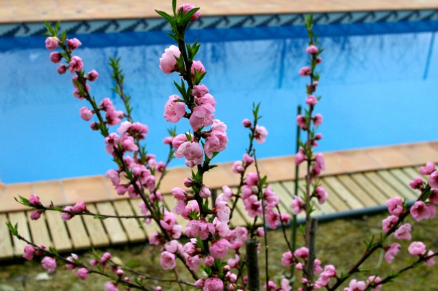 Zwembad met perzikbloemen